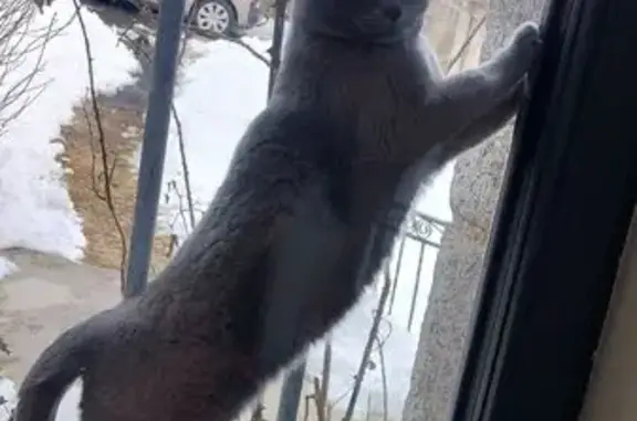 Animaux trouvés Le Malzieu-Ville, photo: Chatte câline à adopter, Le Malzieu-Ville