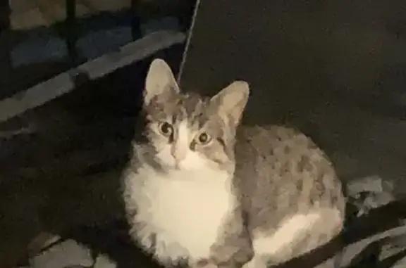 Animaux trouvés Distroff, photo: Chat craintif aperçu souvent à Distroff