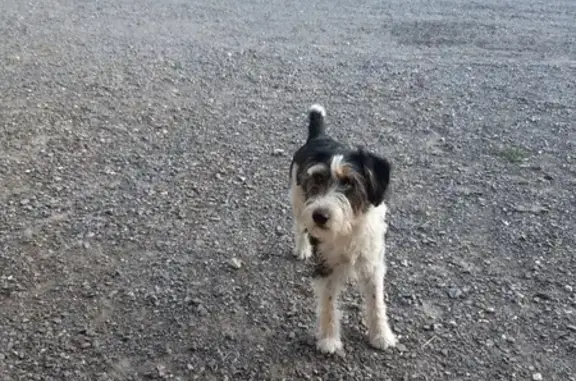 Chienne croisée disparue à Méharicourt - photo