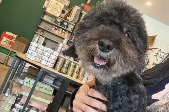 Missing: 13-Year-Old Black Cavoodle