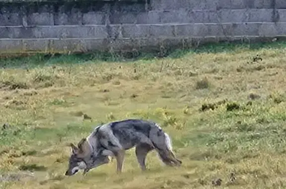 Animaux trouvés Brassac-les-Mines, photo: Chien loup gris trouvé à Brassac-les-Mines
