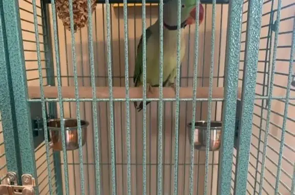 Lost Green Parrot: Help Find Big Boy!