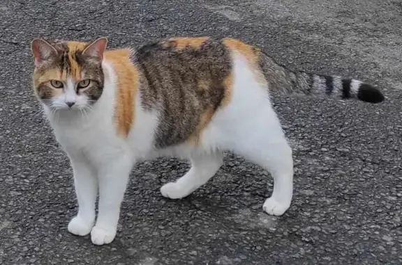 Chatte tricolore perdue à Tréguier - photo