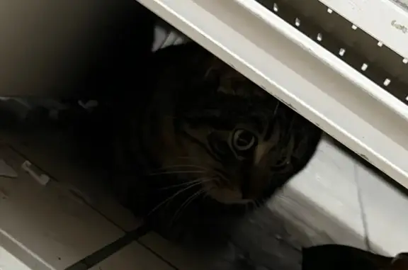 Chat tigré foncé trouvé à Centre Deux - photo