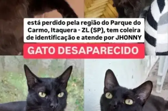 Gato Preto Desaparecido em São Paulo