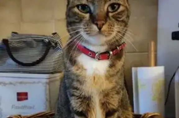 Chat perdu, Jaujac, photo: Chatte perdue à Jaujac, collier rouge