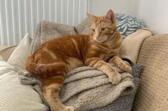 Chat roux perdu à Pont-du-Château - photo