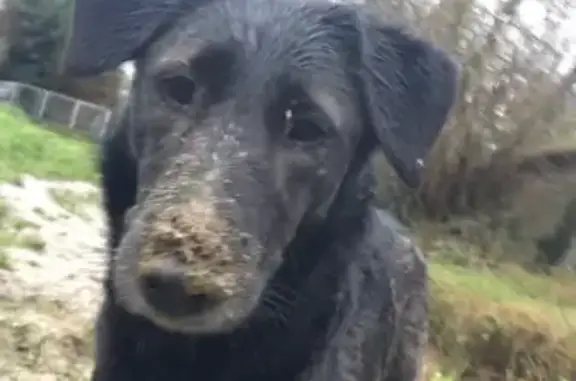 Chien perdu , photo : Chienne noire disparue à Trémeur