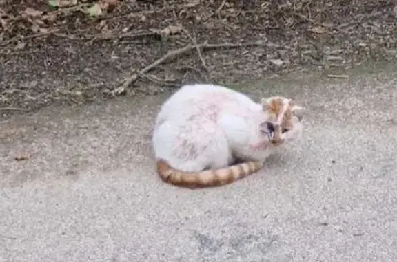 Animaux trouvés , photo: Chat blanc-roux blessé trouvé à La Hague