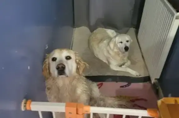 Chien trouvé Cabariot, photo: Chiens trouvés près de Candé, Cabariot