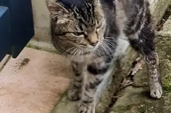 Chat trouvé Terville, photo: Chatte tigrée trouvée à Terville