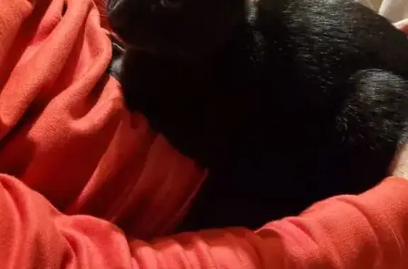 Animaux perdus , photo: Chat noir perdu, mâle, répond Tchoopy