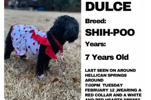 Lost Black Shih-Poo: Dulce in Hull!