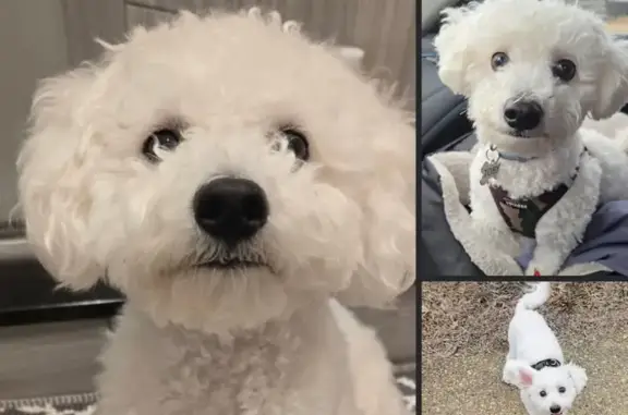 Help Find Toby: Missing Bichon Frise