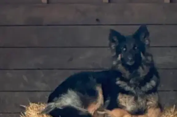 Help Find Stormie: Missing German Shepherd