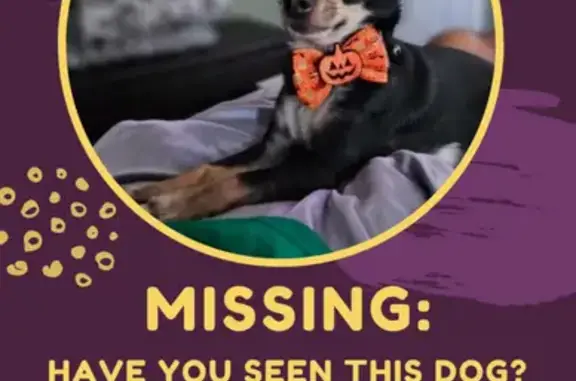 Lost: Skittish Black Chihuahua, Dundee