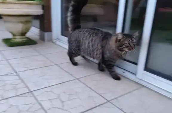 Chat errant trouvé à La Chapelle-sur-Erdre - photo