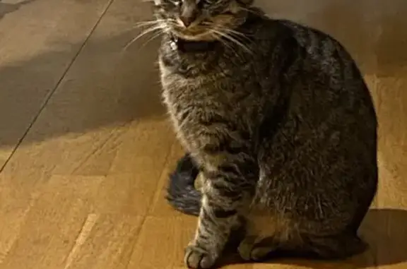 Animaux perdus Chartres, photo: Chat tigré femelle perdu à Chartres