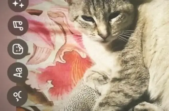 Chat perdu, Saint-Raphaël, photo: Chatte européenne disparue à Saint-Raphaël