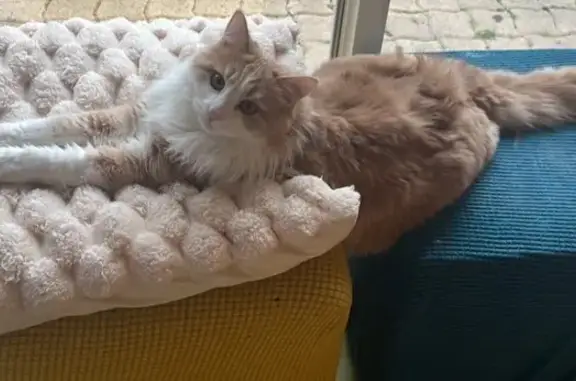 Animaux perdus Saint-Herblain, photo: Chat crème perdu à Saint-Herblain
