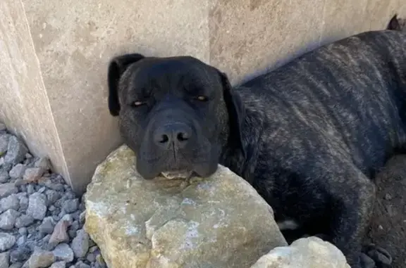 Cane corso bringée perdue à Chermignac - photo