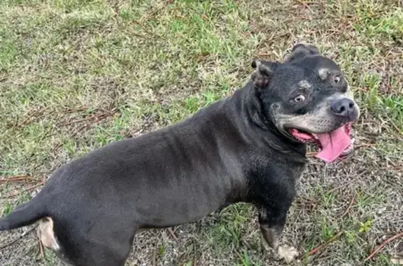 Friendly Dog Found on Rheine Rd NW, Palm Bay