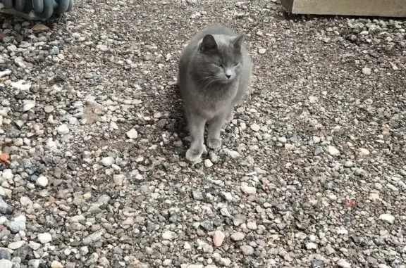 Animaux trouvés Nomeny, photo: Chat gris trouvé, sociable et câlin