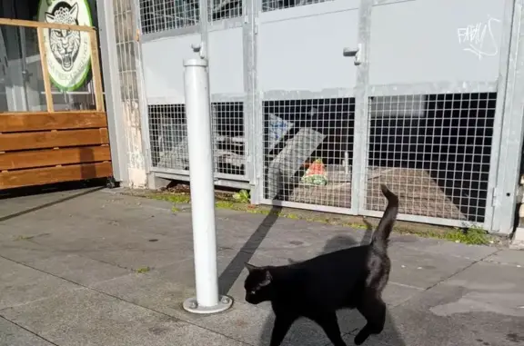 Chat noir trouvé près de la dalle du Colombier - photo