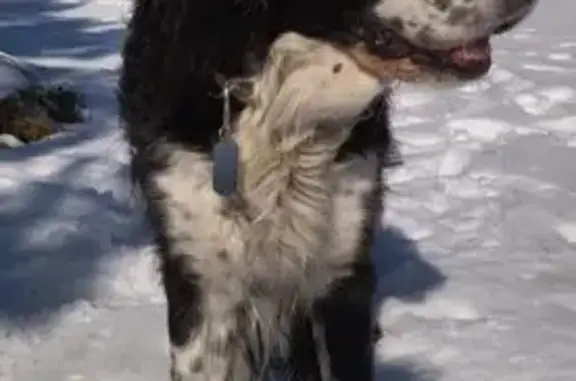 Chien perdu Mormoiron, photo : Chien perdu à Mormoiron, épagneul noir