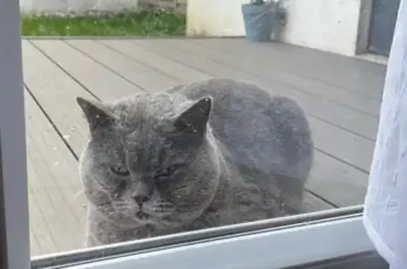 Chat non identifié trouvé à Seysses - photo
