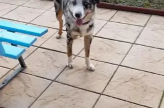Chien trouvé à Villegusien-le-Lac - photo