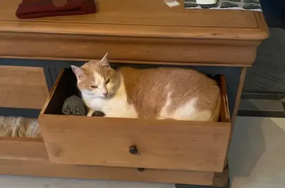 Chat perdu, , photo: Disparition de Maya, rue de l'Aven