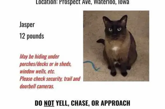 Missing: Jasper, Black/Brown Cat, Waterloo