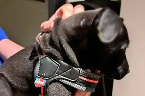 Jeune chiot noir trouvé à Palau-del-Vidre - photo