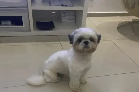 Cachorro Shitszu Perdido em São Paulo: Looky