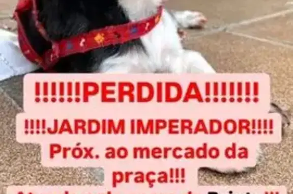 Cachorro perdido na Rua Eng. George Stephenson