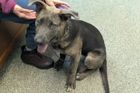 Found: Brindle Puppy on Maywood Rd