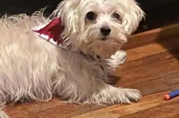 Lost Dog Alert: Tremont St, Boston