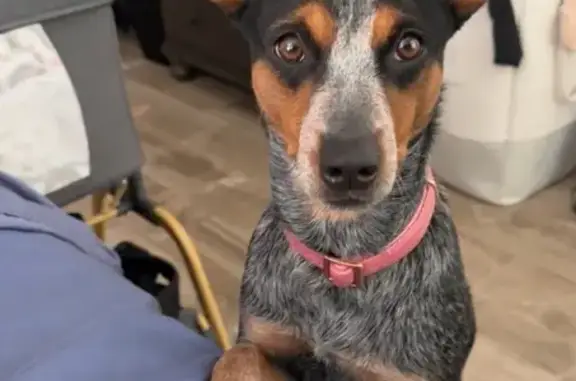 Lost Dogs: Blue Heeler & Dachshund, El Paso