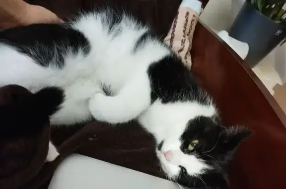 Chat mâle trouvé à Riorges, non identifié - photo