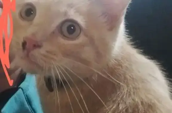 Chaton roux trouvé quartier Amouroux - photo