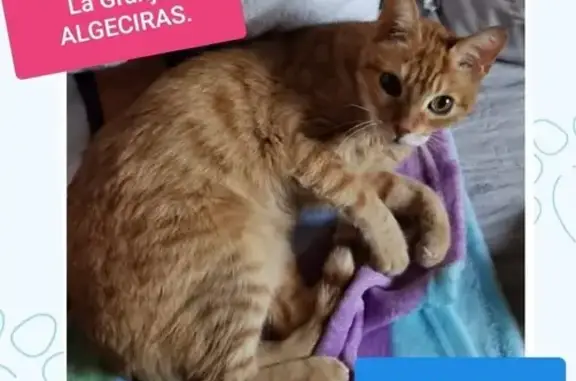 ¡Gato Naranja Perdido en Algeciras!