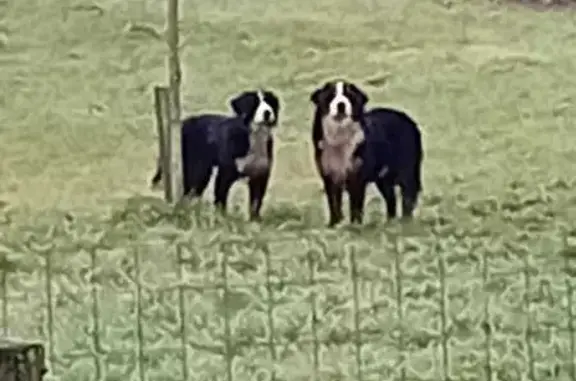 Bouviers bernois trouvés à Colombotte - photo