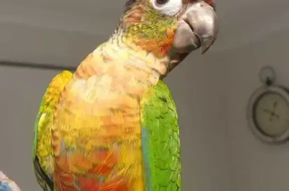 Lost Colorful Conure on Perseu...