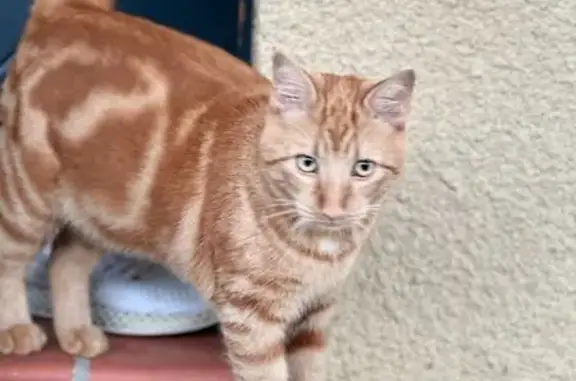 Animaux perdus Lagardelle-sur-Lèze, photo: Chat roux Simba disparu à Lagardelle