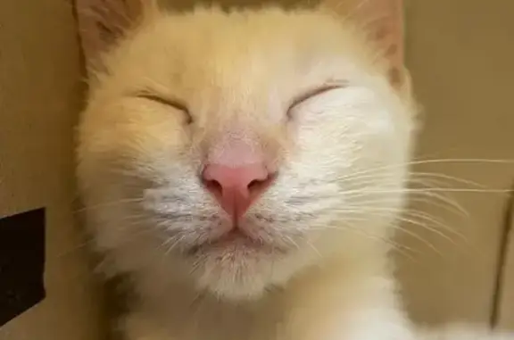 Chat mâle blanc/roux perdu à Cantaron - photo