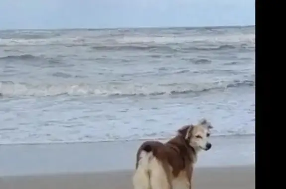 Cachorra Vivi Perdida em Cidreira: Ajude!