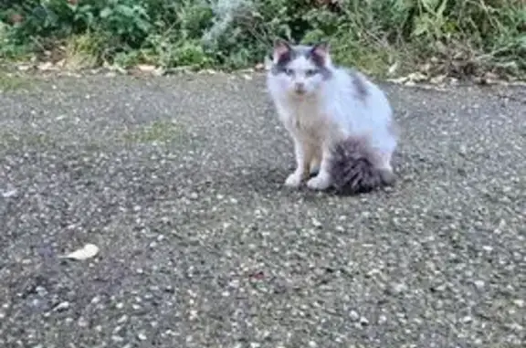 Chatte angora blanche perdue à Blagnac - photo