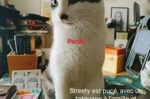 Chat mâle blanc/gris perdu, pucé, Châteauneuf - photo