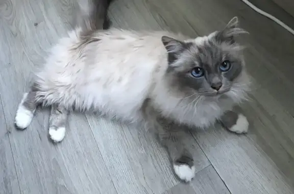 Animaux perdus Wavrechain-sous-Denain, photo: Sacré de Birmanie perdu à Wavrechain